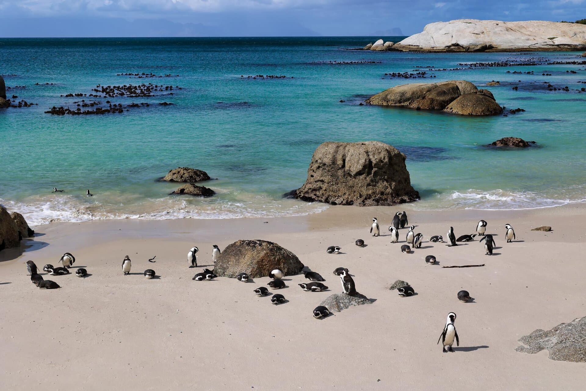 Manchots d'Afrique du Sud